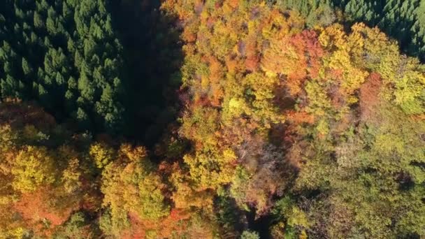 Drone Beelden Van Herfst Blad Kleur Japan — Stockvideo