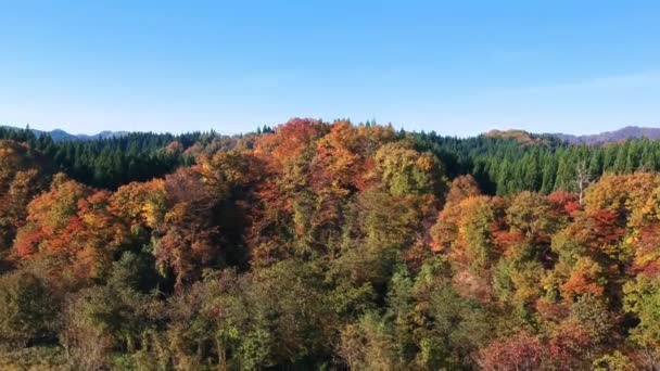 images de drone de couleur feuille d'automne au Japon 
