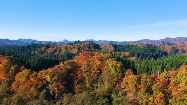 Drone Imagens Outono Folha Cor Japão — Vídeo de Stock