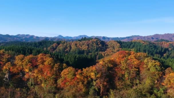 Drone Imagens Outono Folha Cor Japão — Vídeo de Stock