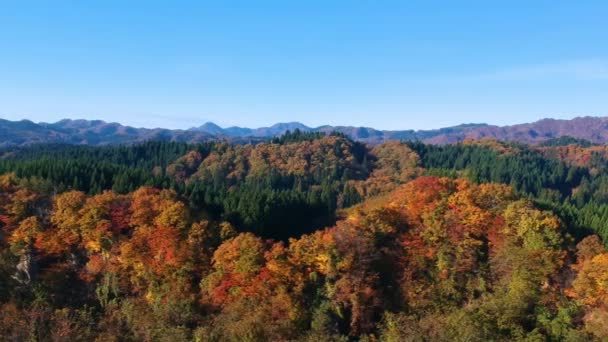 images de drone de couleur feuille d'automne au Japon 