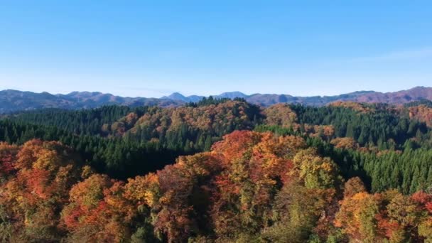 images de drone de couleur feuille d'automne au Japon 