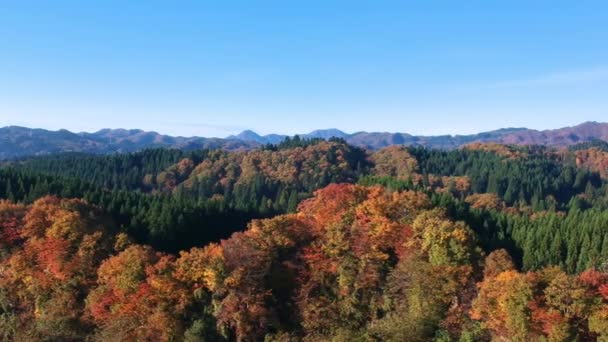 Drone Bilder Hösten Blad Färg Japan — Stockvideo