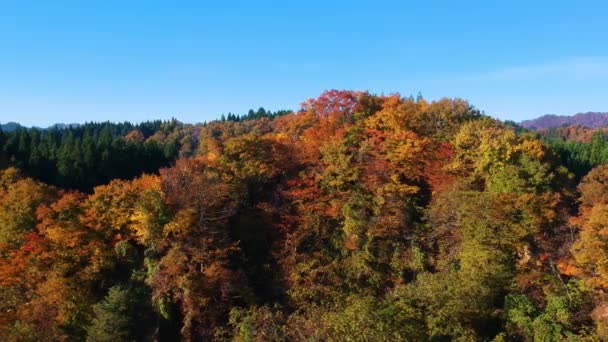 Drone Imagens Outono Folha Cor Japão — Vídeo de Stock