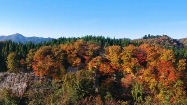 images de drone de couleur feuille d'automne au Japon 
