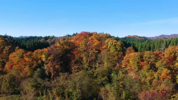 images de drone de couleur feuille d'automne au Japon 