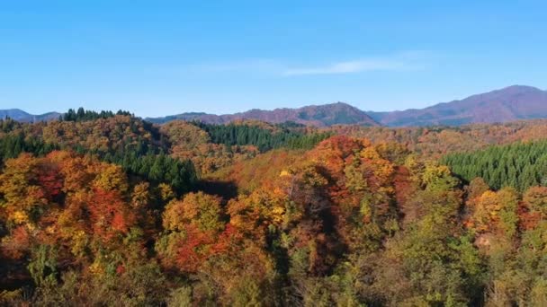 images de drone de couleur feuille d'automne au Japon 