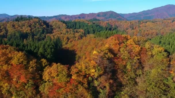 images de drone de couleur feuille d'automne au Japon 