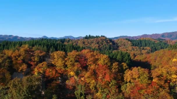 Sonbahar Yaprak Renk Japonya Dron Görüntüleri — Stok video