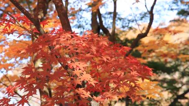 美丽的秋天的叶子颜色在日本 — 图库视频影像