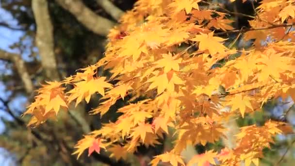 Красивый Осенний Цвет Листа Японии — стоковое видео