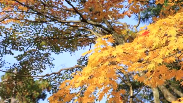 Красивый Осенний Цвет Листа Японии — стоковое видео