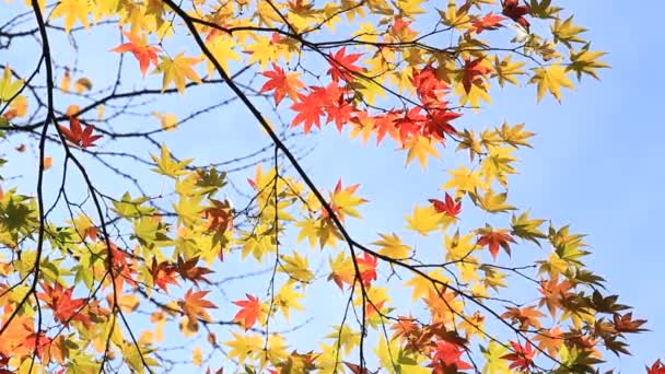 Güzel Sonbahar Yaprak Renk Japonya — Stok video
