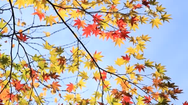 Mooie Herfst Blad Kleur Japan — Stockvideo