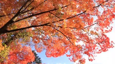 güzel sonbahar yaprak renk Japonya'da