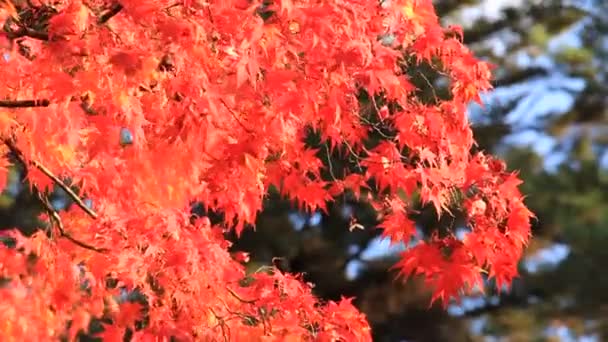 Όμορφο Χρώμα Φύλλων Φθινόπωρο Στην Ιαπωνία — Αρχείο Βίντεο