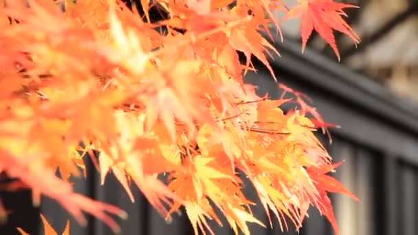 美丽的秋天的叶子颜色在日本 — 图库视频影像