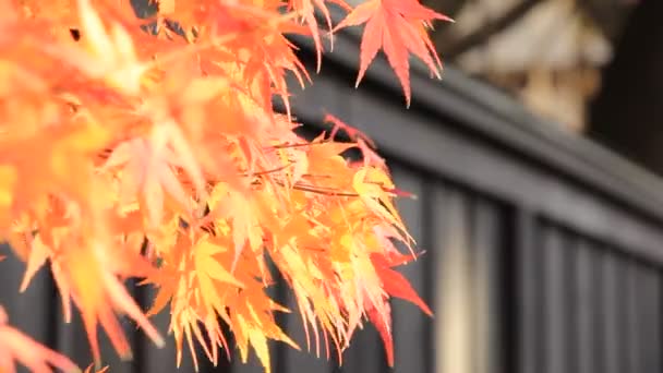 Piękny Jesienny Kolor Liści Japonii — Wideo stockowe