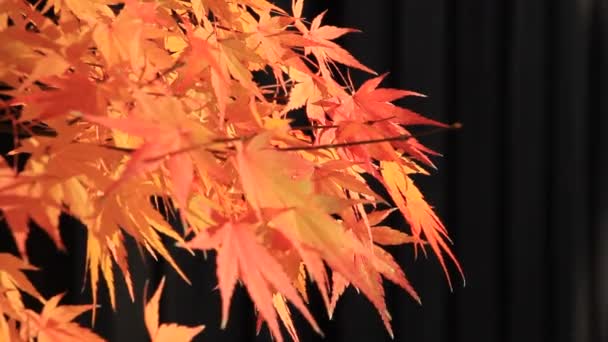 Gyönyörű Őszi Levél Színe Japánban — Stock videók