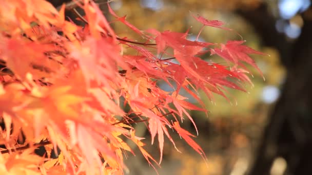 Όμορφο Χρώμα Φύλλων Φθινόπωρο Στην Ιαπωνία — Αρχείο Βίντεο