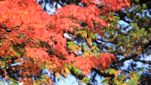 Beautiful Autumn Leaf Color Japan — Stock Video