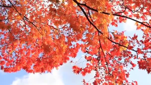 Bellissimo Colore Foglia Autunno Giappone — Video Stock