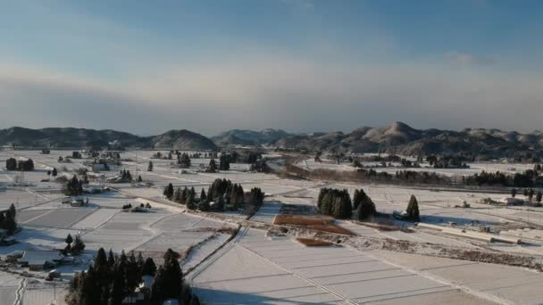 日本冬季景观鸟图 — 图库视频影像