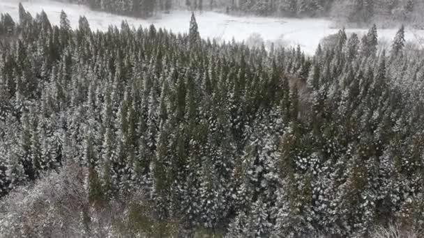 Luchtfoto Van Winterlandschap Japan — Stockvideo