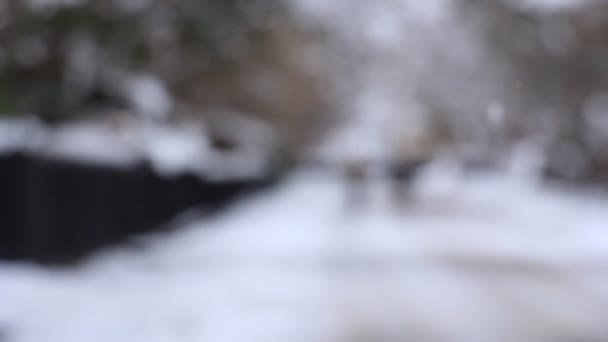 日本武士居住在冬季 — 图库视频影像