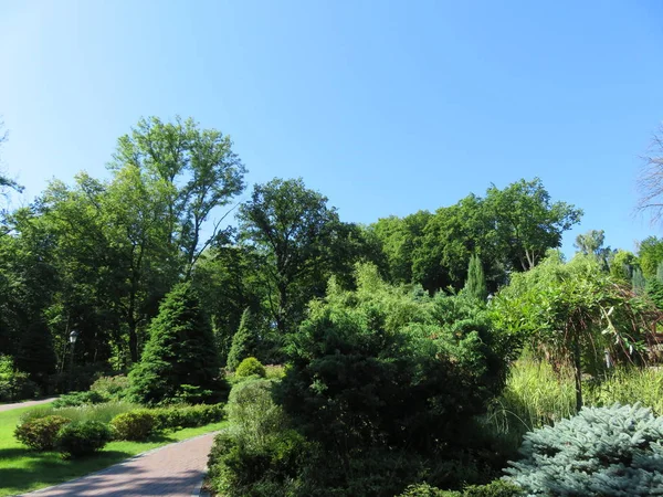 Ağaçlar Çalılar Güzel Park — Stok fotoğraf