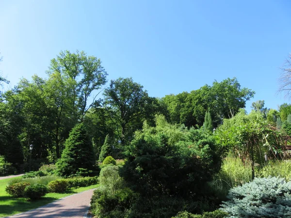 Vista Ensolarada Verão Parque Bonito Com Árvores Arbustos — Fotografia de Stock
