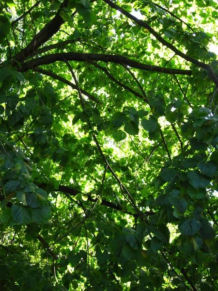 Árvore Coroa Folhagem Verde Julho — Fotografia de Stock