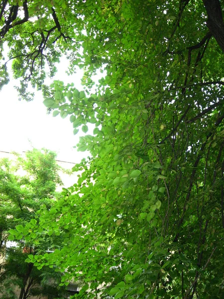 Árbol Corona Follaje Verde Verano — Foto de Stock