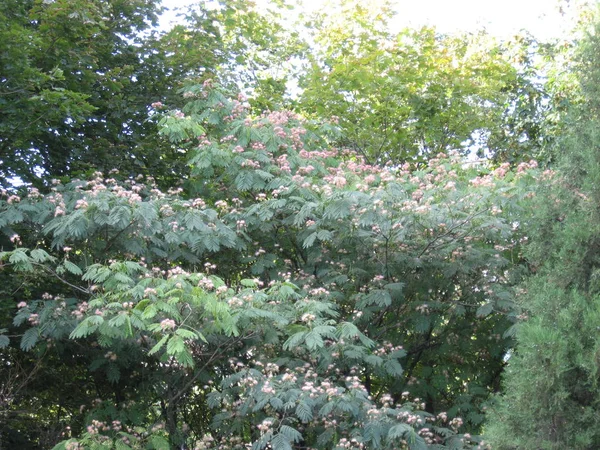 7月树上的花朵 — 图库照片