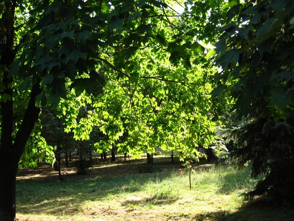 Junge Ahornbäume Auf Einem Hügel Park — Stockfoto