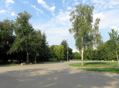 yaz, huş ağaçları, banklar