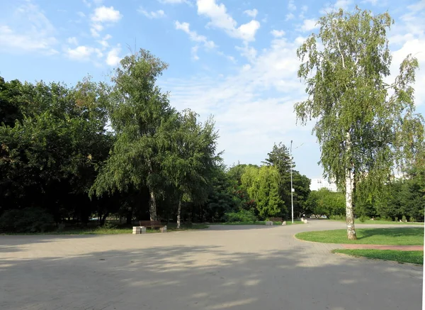 Park Summer Birch Trees — Stock Photo, Image