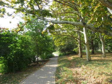 Güneşli yaz sonunda parkta ağaçların altında yolu