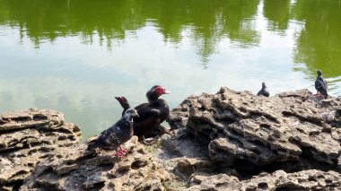 kuşlar bir yapay gölet yakınındaki gözenekli bir taş üzerinde
