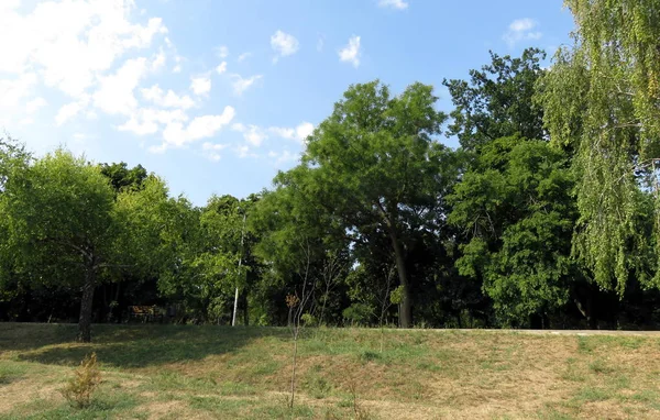 Park Friluftsområde Slutet Sommaren Gräsmatta Utan Bevattning Och Gröna Träd — Stockfoto
