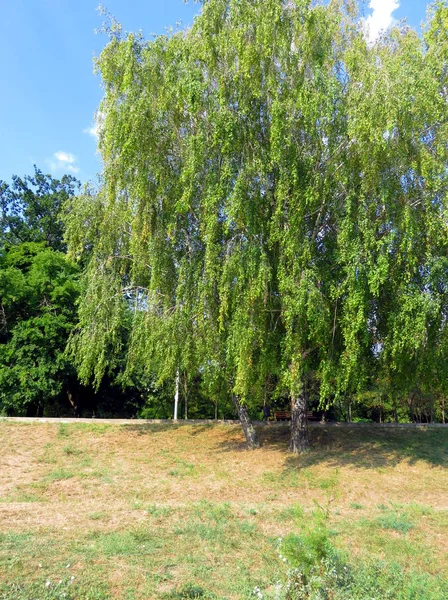 Witte Berkenbomen Aan Het Einde Van Zonnige Zomer — Stockfoto