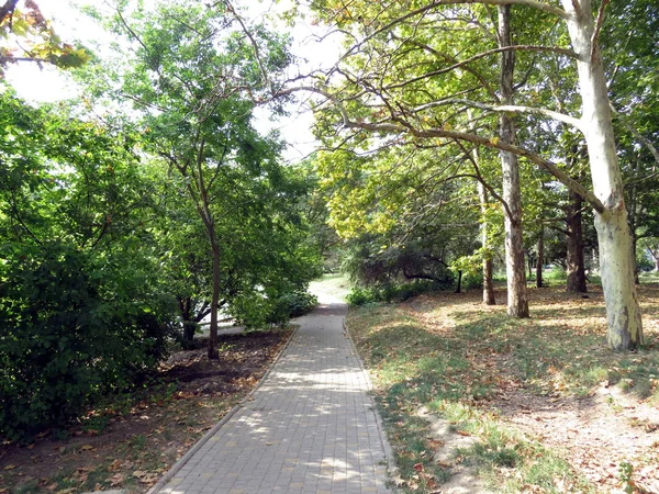 Park Park Alanındaki Çevre Ağaçların Altında Yolu Yolu — Stok fotoğraf