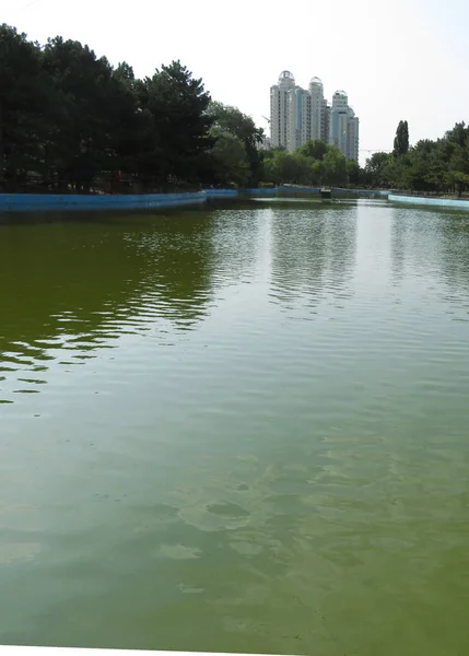 pond in the city summer park