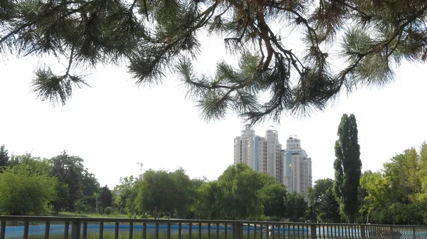 Multistory Building Background Pine Branches Other Trees — Stock Photo, Image