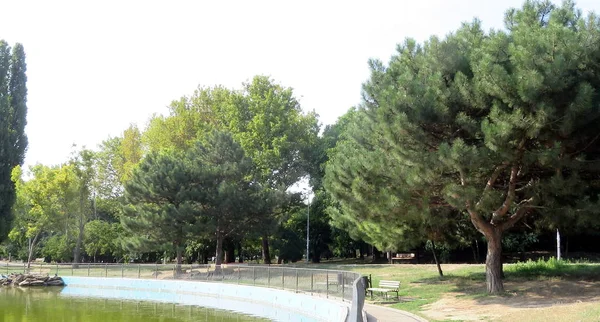 松や落葉樹日当たりの良い天気で夏に公園で池をそば — ストック写真