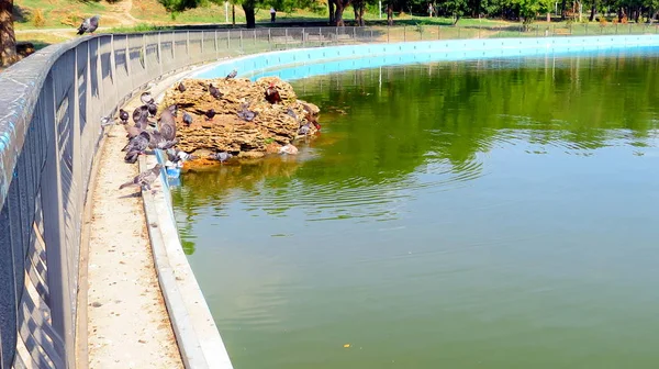 ハトと石の上のアヒル夏の池をほとり — ストック写真