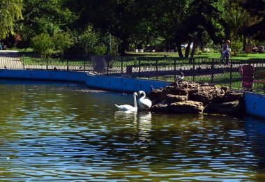 Kuğular bir eğlence parkı bir yapay gölet üzerinde