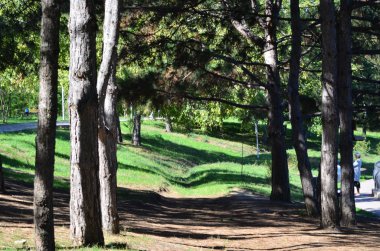 parkta ağaçların altında iz