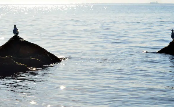 Gaviota Cerca Del Mar — Foto de Stock