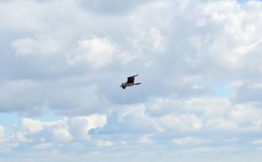 Martı yukarıda gökyüzü Eylül ayında yükselir.